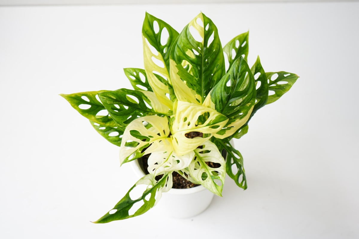 斑入り モンステラ マドカズラ 5号 フルムーン 綺麗な斑入り