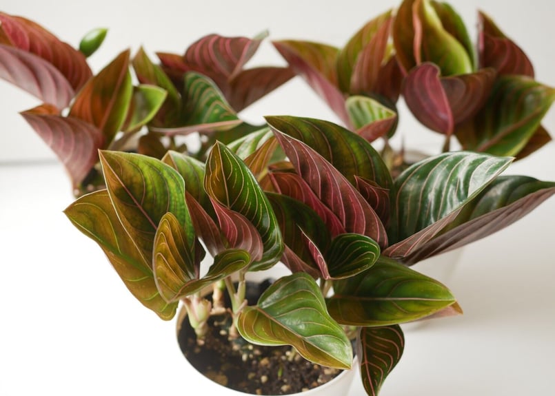 アグラオネマ　ロタンダム　アチェ　Rotundum aceh Aglaonema Rotundum Aceh – Labijo.id