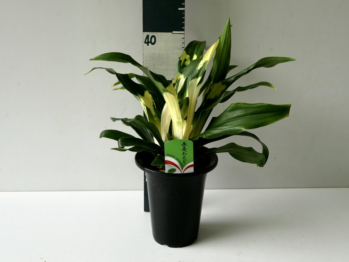 fit=scale-down,w=1200