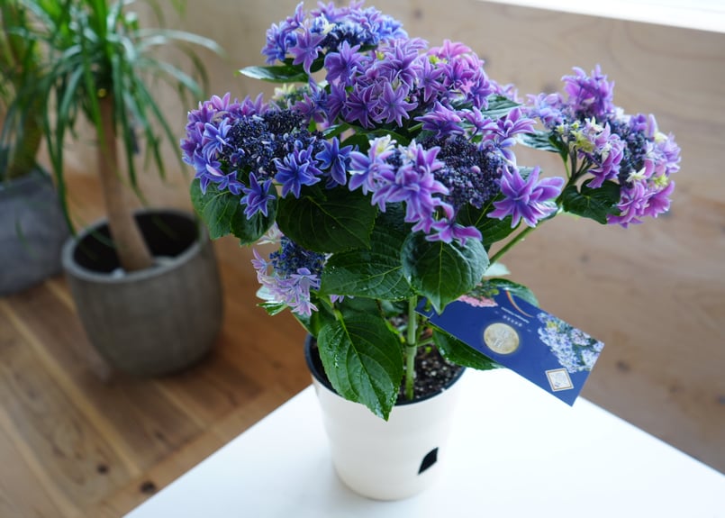 紫陽花 月虹 gekko 5号 ブルー ウェーブかかる花弁 母の日 紫陽花 月虹 gekko 5号 ブルー ウェーブかかる花弁 母の日