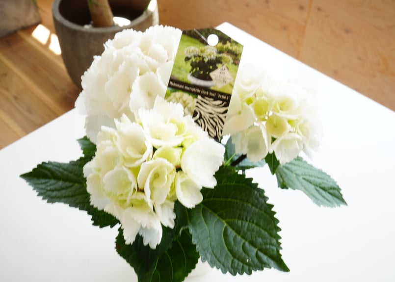 紫陽花 ゼブラホワイト 4号 底面給水 真っ白で純白 美しい花を