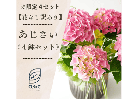 【花なし訳あり・限定４セット】紫陽花４種鉢セット｜地植え｜剪定済み｜希少種あり｜お買い得