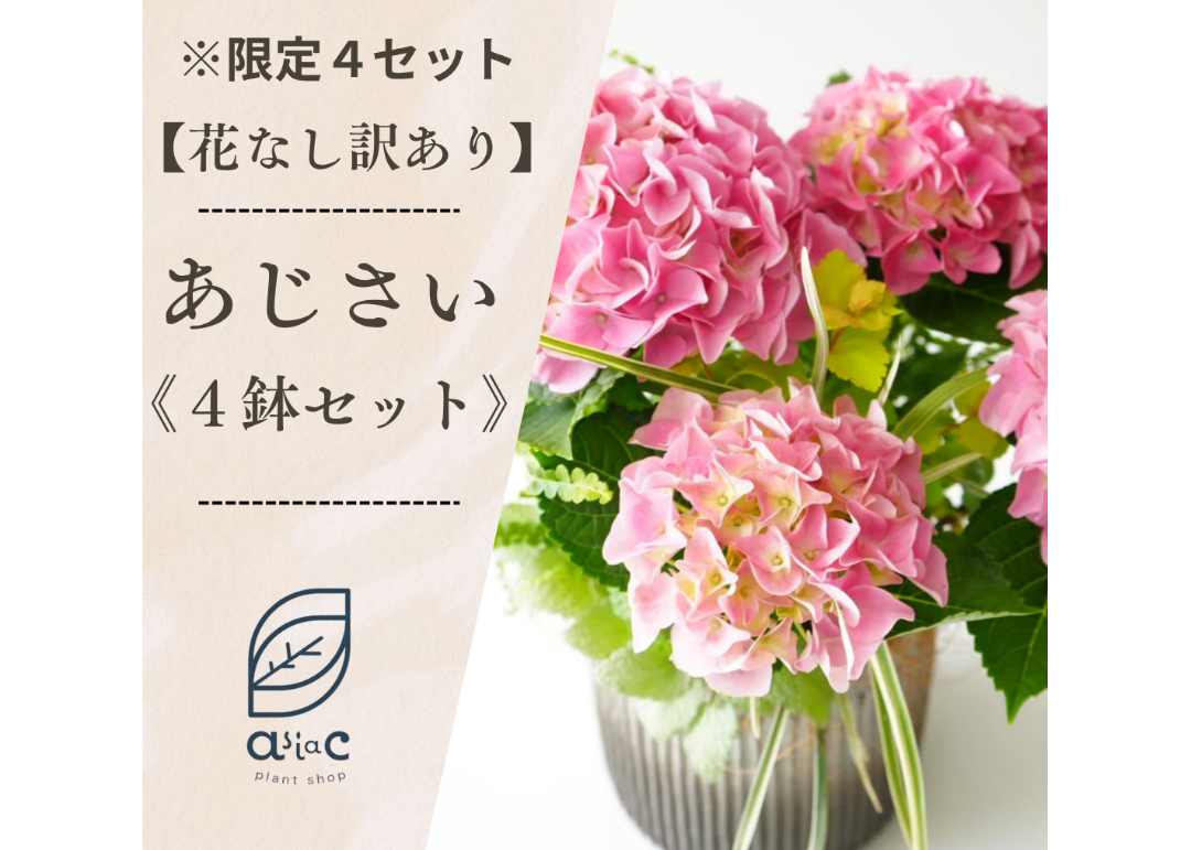 花なし訳あり・限定4セット】紫陽花4種鉢セット｜地植え｜剪定済み