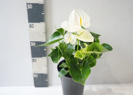 アンスリウム 6号鉢｜観葉植物 花付き 室内 インテリアグリーン 白花 赤花 おしゃれ ギフト 開店祝い 新築祝い｜ｱﾝｽﾘｳﾑ アンス 6号