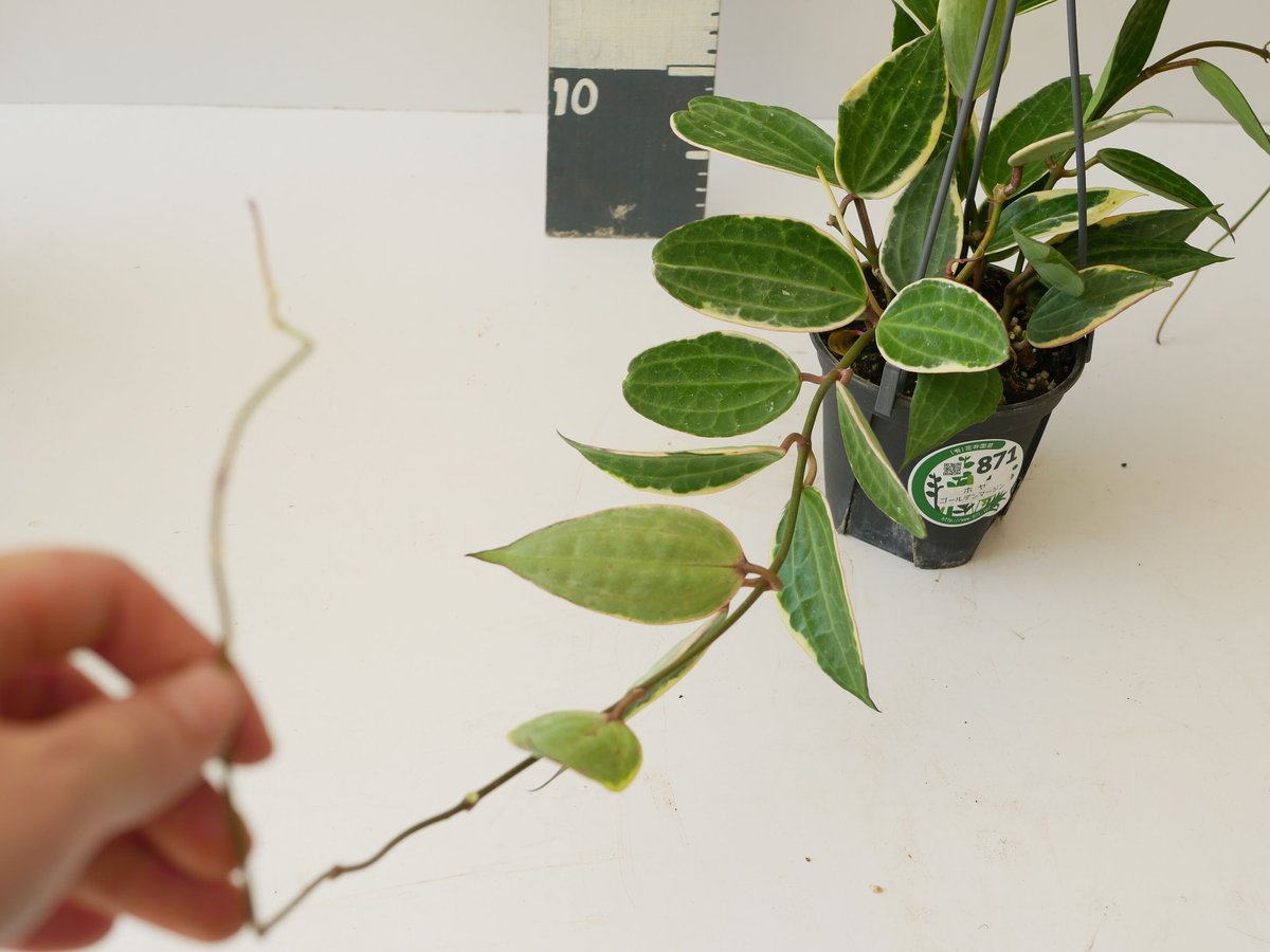 特大 ホヤ hoya グラブラ 8号 吊り鉢 【公式通販】