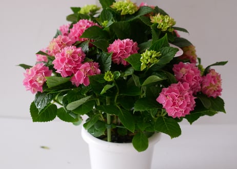 紫陽花　茜雲　テマリ咲き