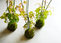 苔玉 モミジ 和を楽しむ 手のひらサイズ お皿付き 可愛いインテリアグリーン