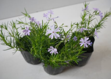 【青の絨毯】芝桜（シバザクラ）オーキントンブルー：春の地表を蒼く染める。アンティークに映える、静かな輝きの宿根草