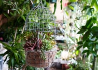 【おまかせコース 6000円】多肉植物 鳥かご寄せ植え バードゲージアレンジメント　ギフト　多肉植物　母の日　誕生日　お祝い