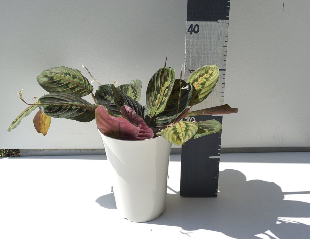 クズウコン マランタ 6号 美しい葉模様 育てやすい お洒落インテリア