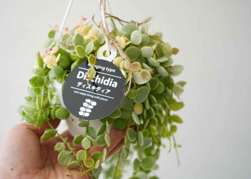 ディスキディア ヌンムラリア バリエガータ 2.5号 吊り鉢 ぷっくりした