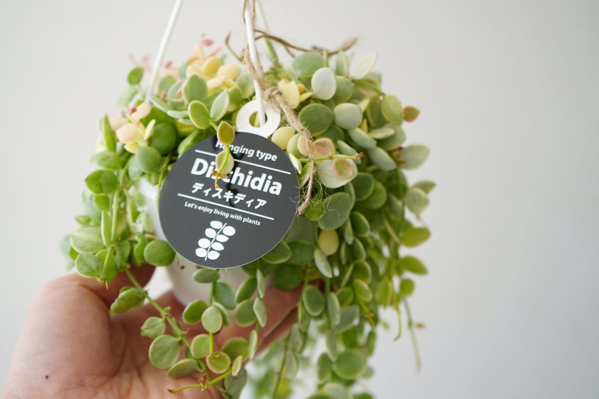 ヌンムラリア　バリエガータ Amazon｜おしゃれ 観葉植物：ディスキディア ヌンムラリア