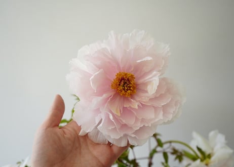 牡丹 八千代川 8号 ピンクのお花 花の王様 艶やかな花姿 万重咲き