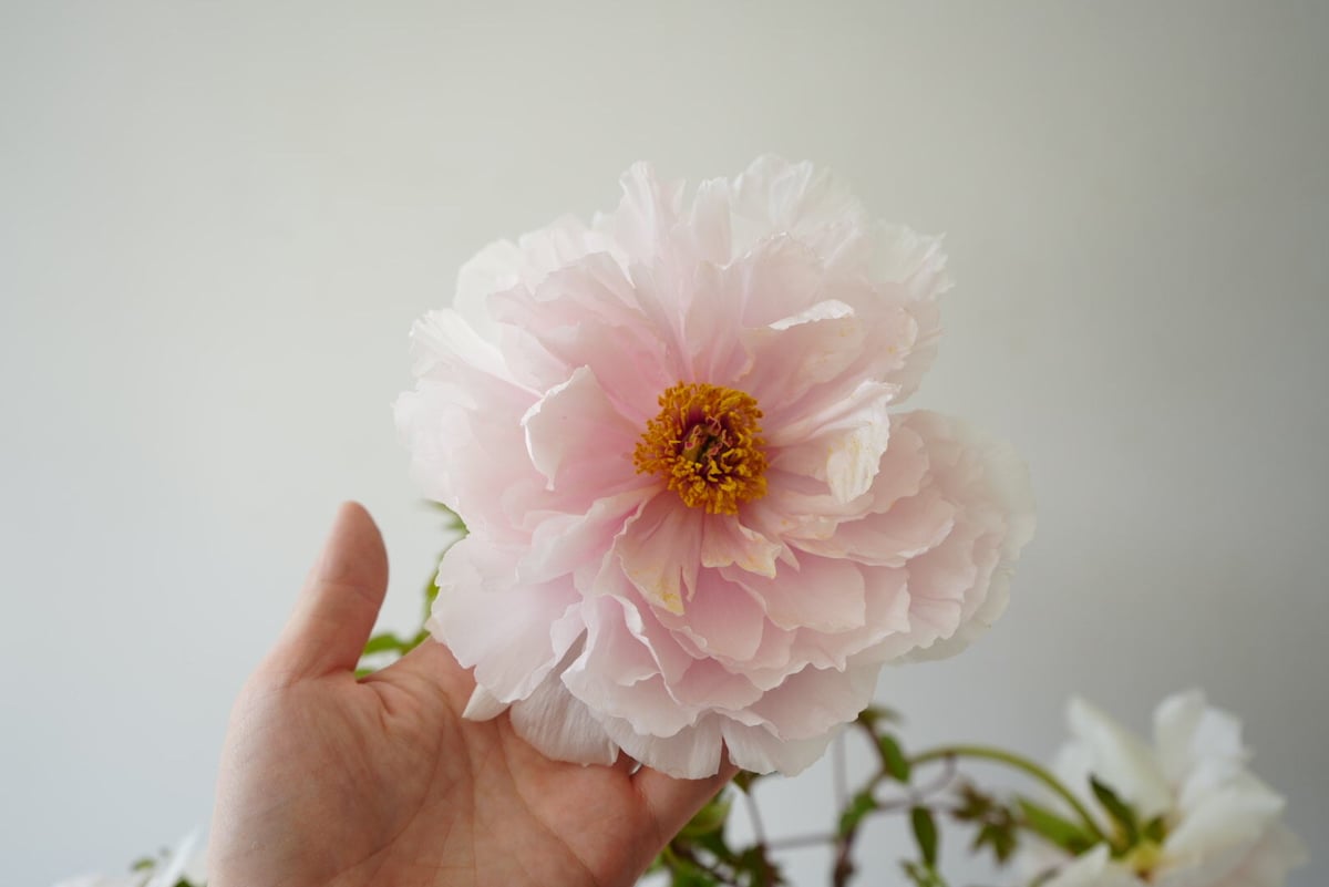 牡丹 八千代川 8号 ピンクのお花 花の王様 艶やかな花姿 万重咲き