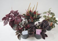 ペペロミア　各種 3号｜育てやすい観葉植物｜おしゃれなインテリアグリーン・初心者にもおすすめ