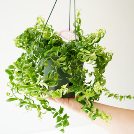 エスキナンサス | STORES