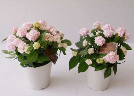 紫陽花　伊予獅子手まり　5号 桃色　ヤマアジサイ