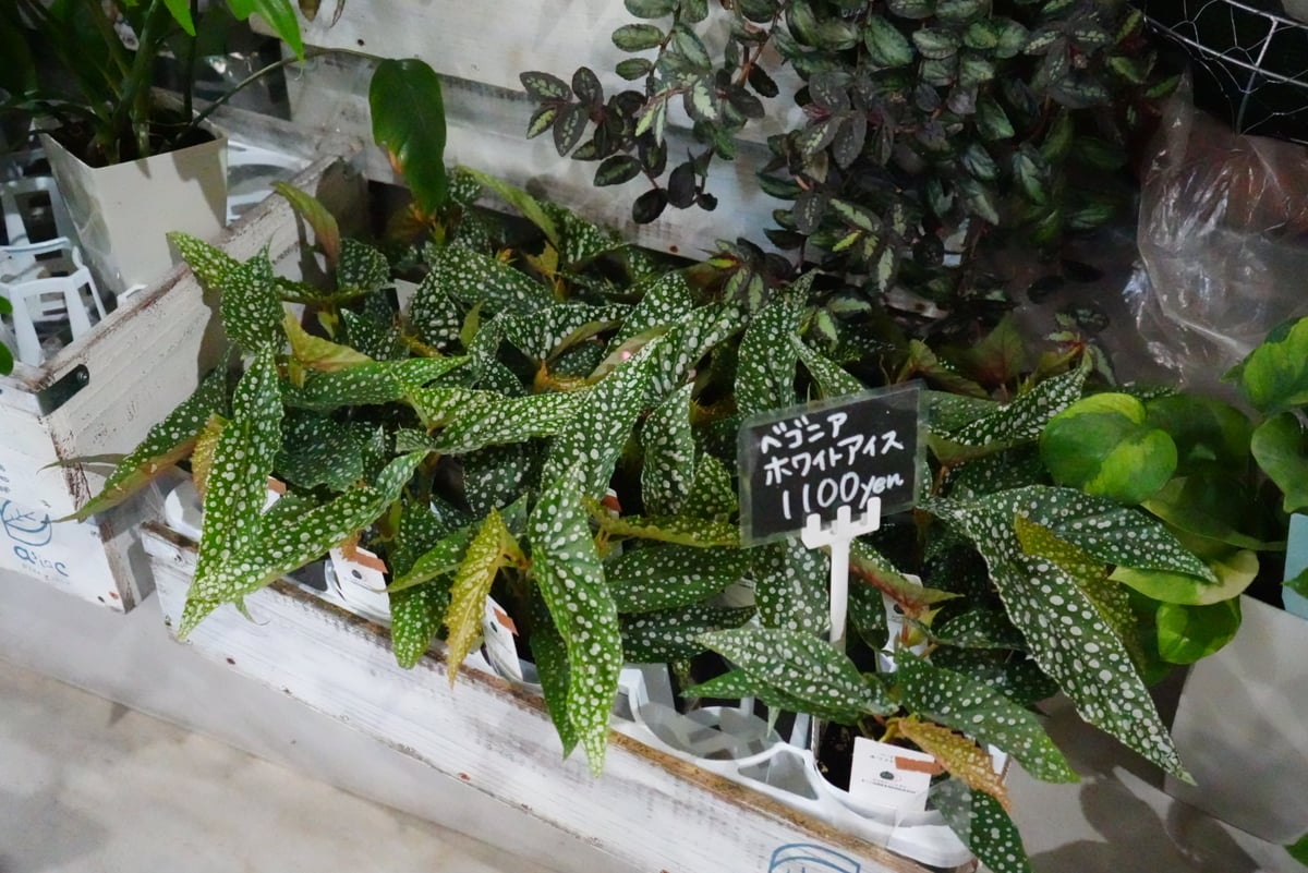 ベゴニア ホワイトアイス　バリエガータ ベゴニア ホワイトアイス I インドアプランツ I プラントソサエティ