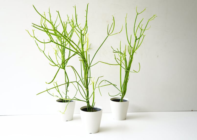 観葉植物 ミルクブッシュ