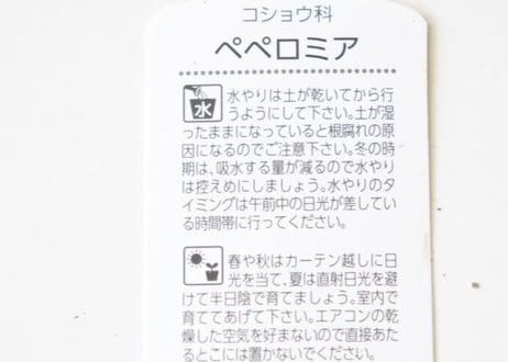 ペペロミア キト 3号 観葉植物 暖色系 ちぢみ葉 可愛いピンクステム