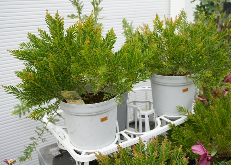 アカシア テレサ 6号 ボリューム鉢 春待ちの花 半耐寒性常緑樹 寒さで