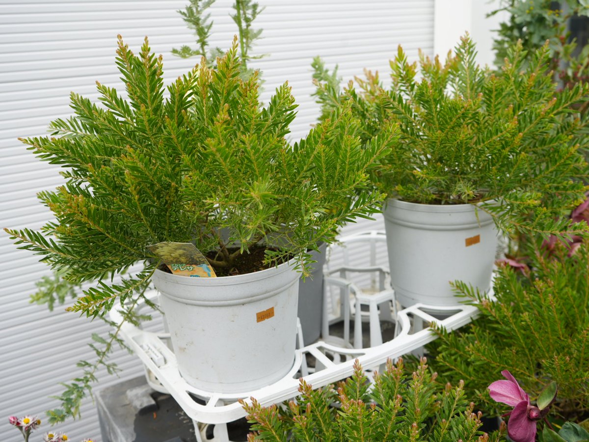 人気のアカシア「テレサ」6号鉢 大株 再入荷！】レア品種！アカシア ミモザ 「テレサ」6号鉢 大株