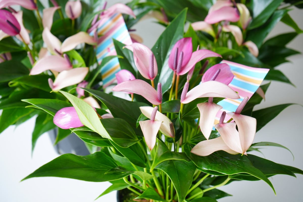 アンスリウム ジゾー 紫 5寸 上品で大人色 長く楽しめる 観葉