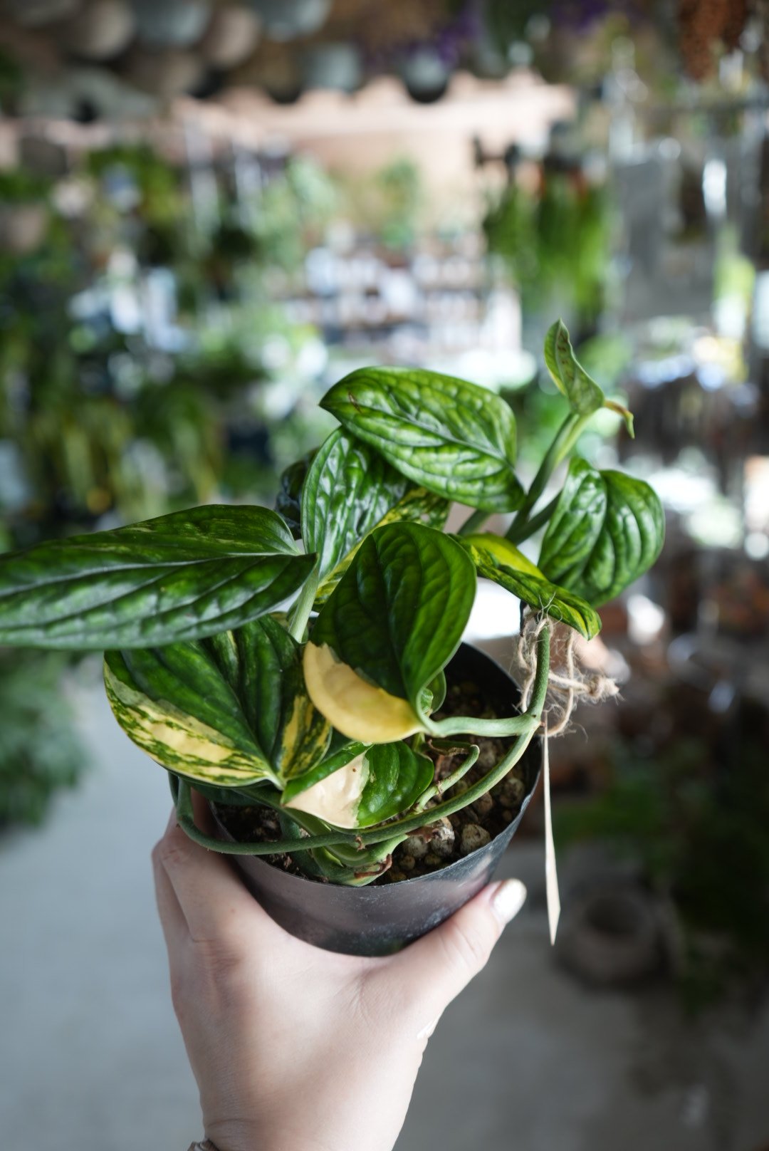 モンステラ シャトルコック ジェイド 4号 黄斑 ペルー レア ボタニカル