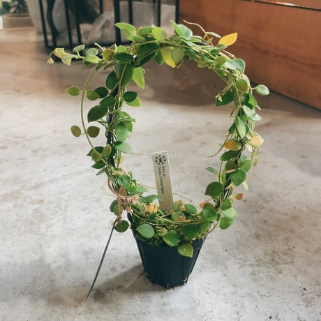 週末セール　珍種　ホヤ セルペンス シルバーSerpens Silver 週末セール 珍種 ホヤ セルペンス シルバーSerpens Silver