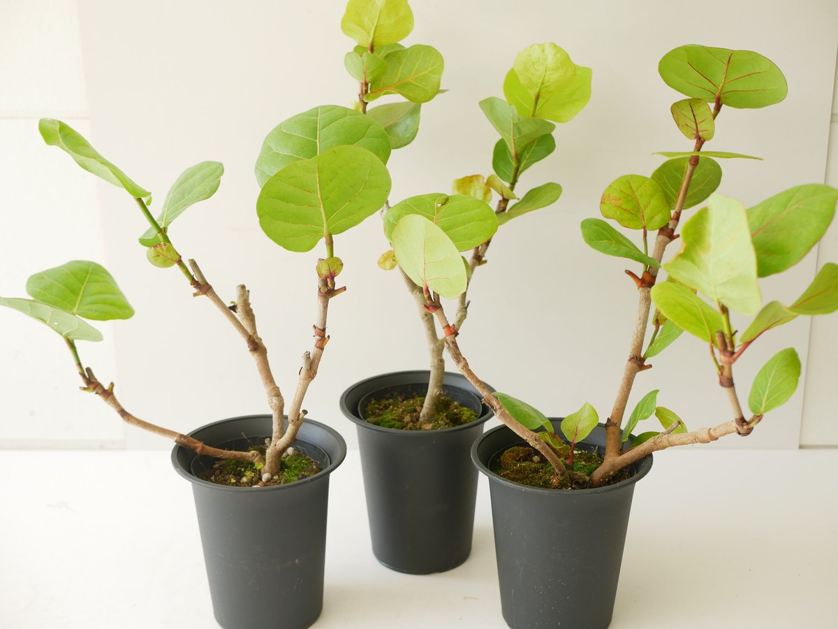 海葡萄 シーグレープ 曲がり 2番 観葉植物 希少 インテグリーン シー