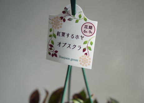 ホヤ オブスクラ 4号 吊り　紅葉する葉 ピンクのお花が可愛い