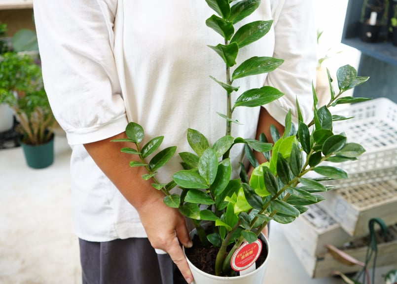ザミオクルカス ザミーフォリア 5号 観葉植物 育てやすい | インテリア