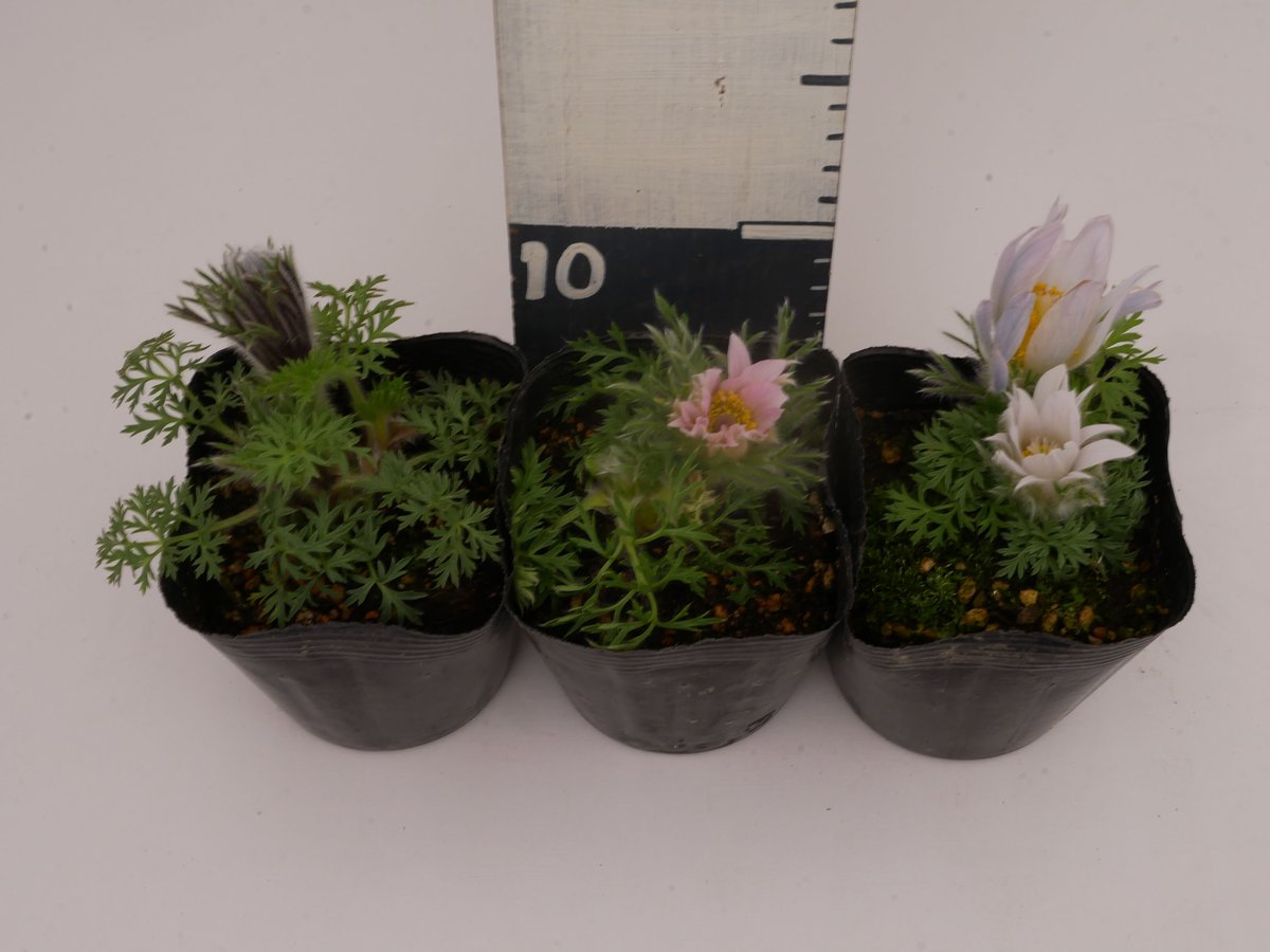 西洋翁草　オキナグサ おまかせ〗西洋オキナグサ 翁草 3.5号 可愛い大きな花 宿根草 耐寒性