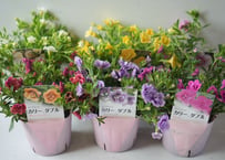 ペチュニア カリーダブル（シリーズ）3.5号｜ボリューム満点・長く咲く人気花苗｜寄せ植え・鉢植えに【豪華八重咲き】