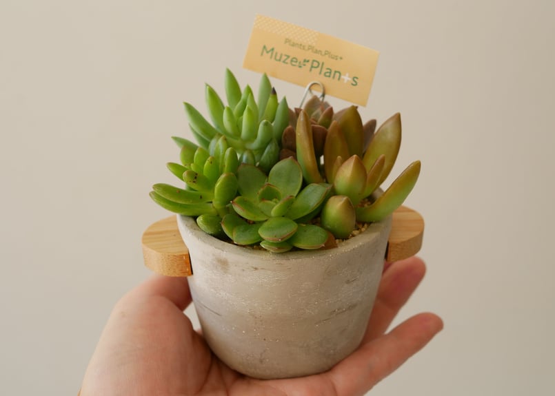 多肉植物 寄せ植え セメントポット 可愛い手のひらサイズ 育て