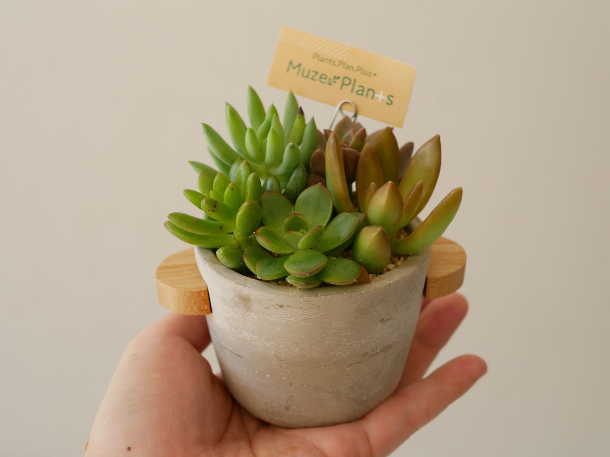 kiyoe(多肉植物寄せ植え) インテリアグリーン 多肉寄せ植え セメントYEの通販｜東京