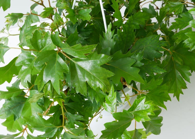 エレンダニカ ハンギングプランツ 観葉植物 グレープアイビー
