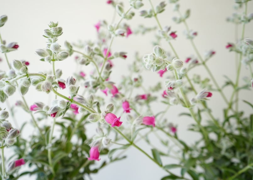 ピティロディア フェアリーピンク5号 可愛いランプ状の花 オージー