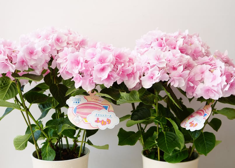 紫陽花 さくらシリーズ ふわり 5号 ピンク 優しい色味 花弁 母の