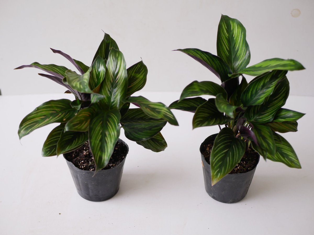 カラテア ビューティースター3.5号 個性的な模様 観葉植物 細葉