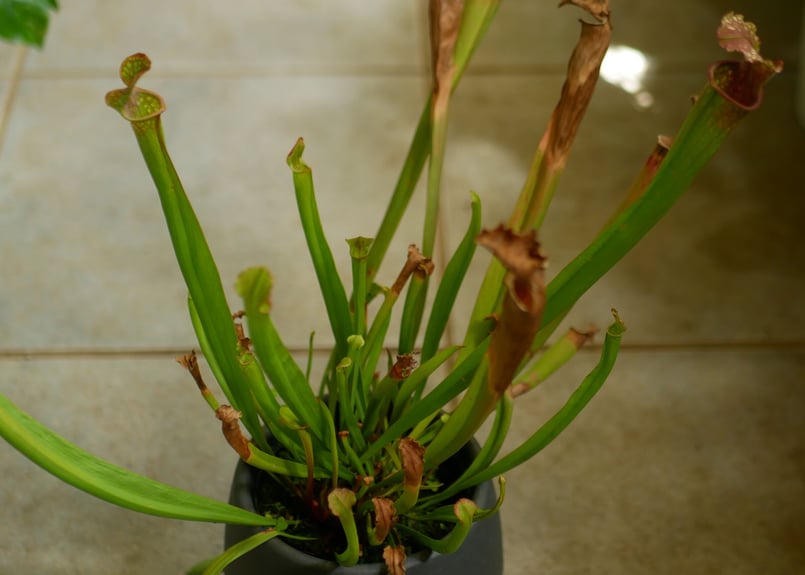 サラセニア 食中植物 4.5号 多年草 鮮やかなカラー | インテリア