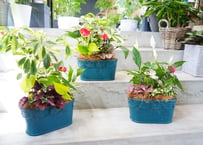 【おまかせコース 5000円】観葉植物 寄せ植え そのまま楽しめる 室内で楽しめる グリーンインテリア