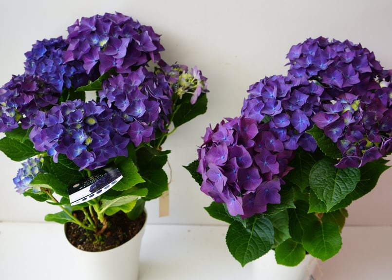 紫陽花 ディープパープル 5号 人気品種 アンティークカラーも