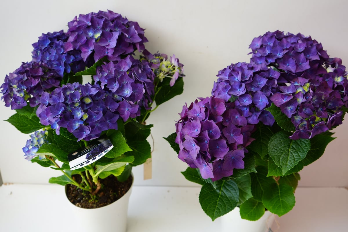 週末特価！ディープパープル 紫陽花 アジサイ 苗 苗木