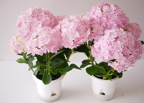 紫陽花　万華鏡　美しく上品で爽やか　淡いピンク