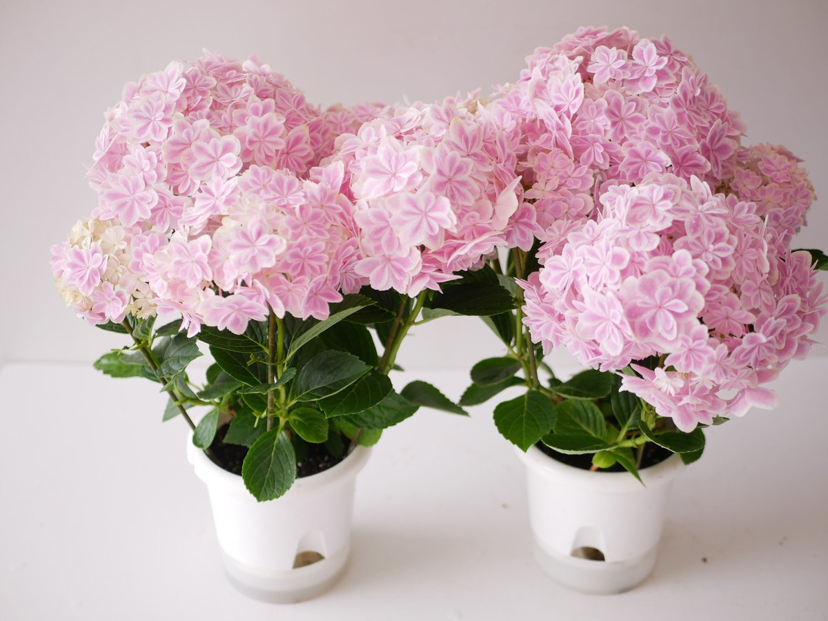 ちっちゃな巾着サシェ／詰替タイプ【紫陽花ピンク】 紫陽花 万華鏡 美しく上品で爽やか 淡いピンク | インテリアグリーンと