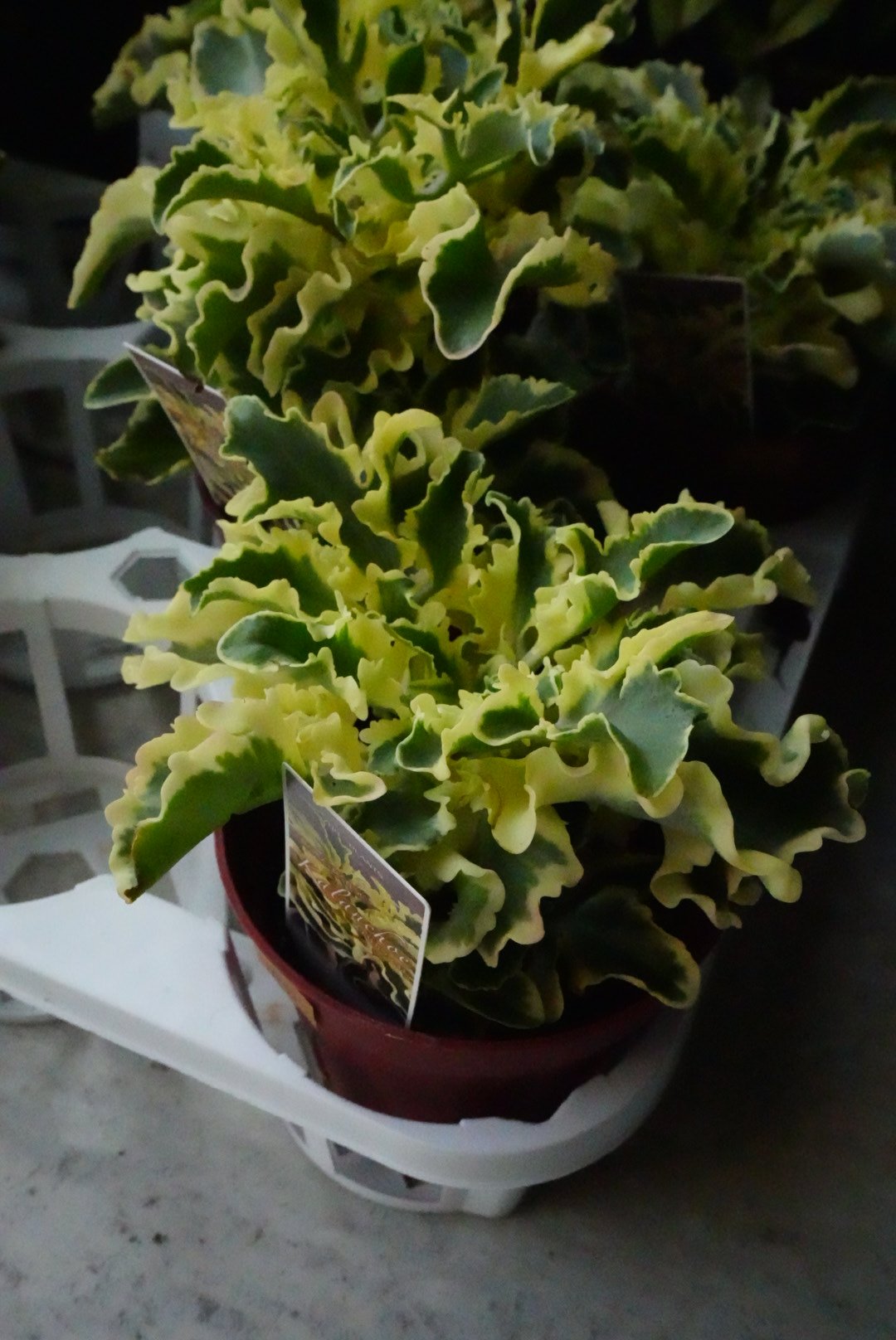 fit=scale-down,w=1200