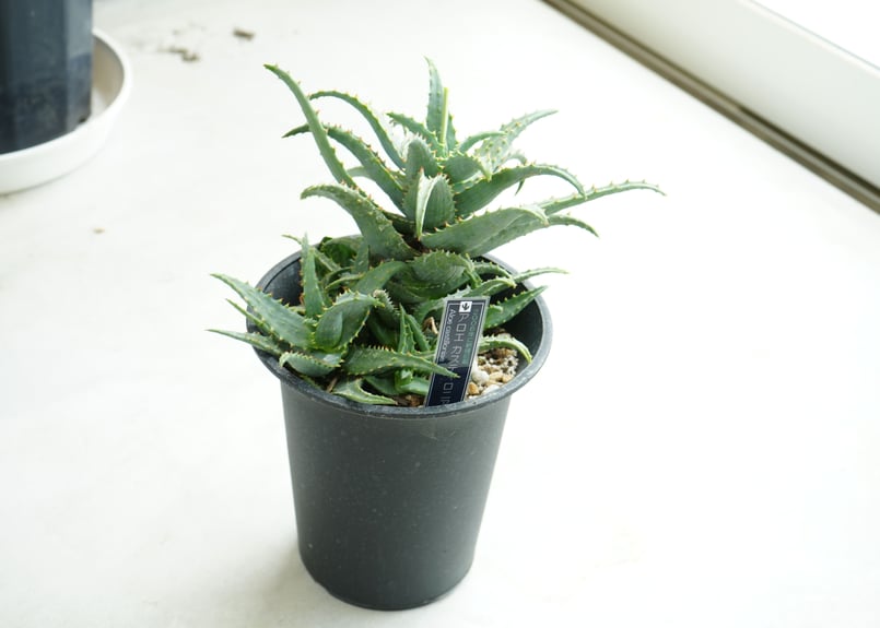 アロエ カスティロニアエ 5号/6号 | インテリアグリーンとギフト