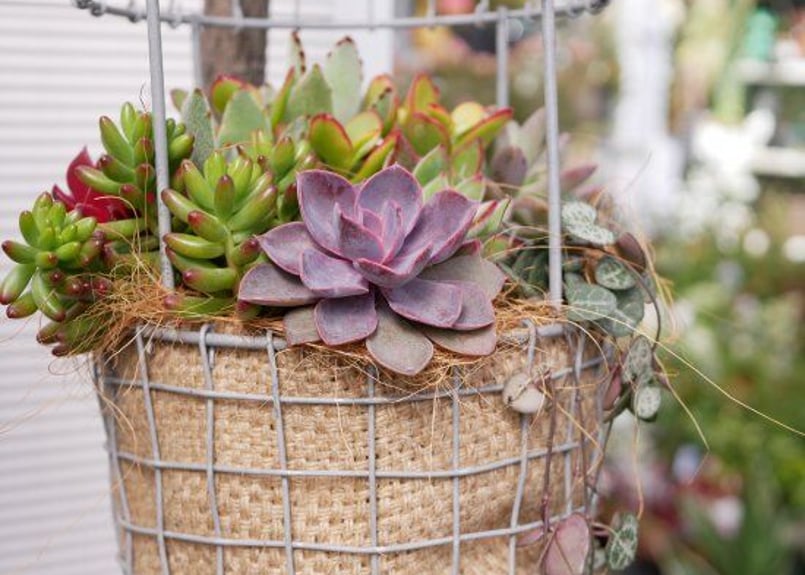 おまかせ 鳥籠 多肉寄せ植え 吊り下げ籠 プランツギャザリング