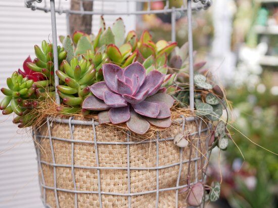 おまかせ 鳥籠 多肉寄せ植え 吊り下げ籠 プランツギャザリング